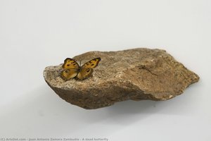 A Dead Butterfly — Juan Antonio Zamora Zambudio