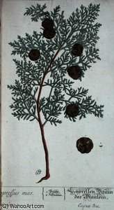 Cypress Tree — Elizabeth Blackwell