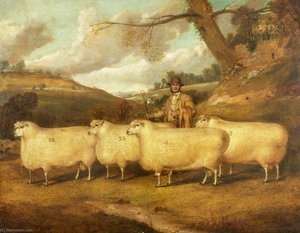 Mr Garne's Cotswold Sheep, Northleach — Richard Whitford