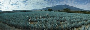 Paisaje Agavero — Fernando Guillén Cuervo