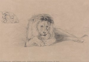 Study Of A Lion And Study Of A Lioness' Head — John Frederick Lewis
