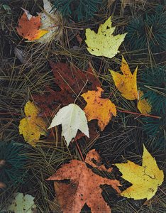 Maple Leaves And Pine Needles, Tamworth, New Hampshire, October 3, 1956 — ელიოტი პორტერი