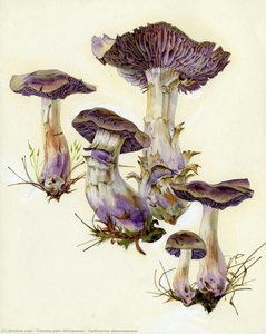Cortinarius Alboviolaceus — Timothy John Williamson
