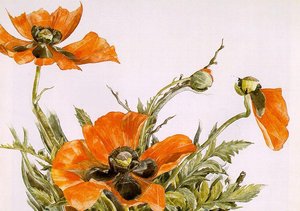 Poppies — Charles Demuth