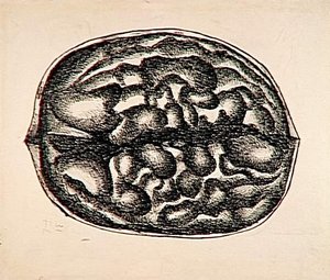 Study Nuts — Fernand Léger