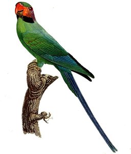 Psittacula Longicauda — Jacques Barraband
