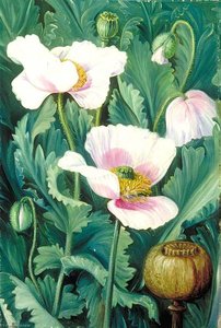 Fogliame, Fiori E Capsula Di Semi Del Papavero Da Oppio — Marianne North