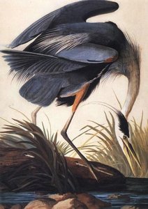 The Great Blue Heron — John James Audubon