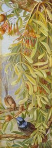 Australische Sandelhout Met Mistletoe En Emu Wren — Marianne North