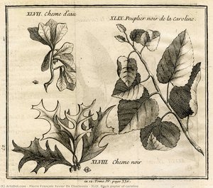 Xlix. Black Poplar Of Caroline — Pierre François Xavier De Charlevoix