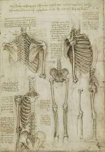 Recto: El Esqueleto. Verso: Los Músculos De La Cara Y El Brazo, Y Los Nervios Y Venas De La Mano — Leonardo Da Vinci