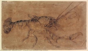 Een Kreeft Met Ongewoon Grote Scharen — Albrecht Dürer