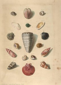 Shells — Frants Michael Regenfuss