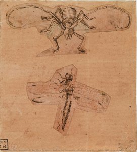 Studio Di Insetti, C. 1480 - 1490 Circa (disegno In Alto) E C. 1503-1505 (disegno In Basso) (penna E Inchiostro Su Carta Preparata Di Rosso (ematite), Disegni Ritagliati E Incollati) — Leonardo Di Ser Piero Da Vinci & Andrea Del Verrocchio