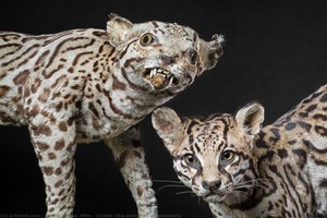 Ocelot: The Evolution Of Taxidermy — Carola Radke (mfn)