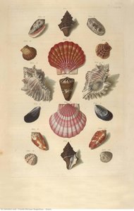 Shells — Frants Michael Regenfuss