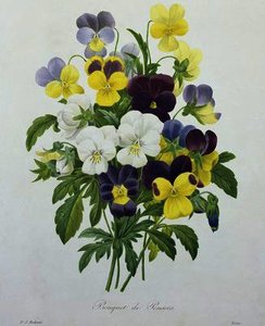 Bouquet Of Pansies — Pierre Joseph Redouté
