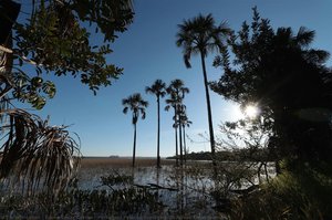 Paisagem Estação Ecológica De Águas Emendadas — Bruno César Correa
