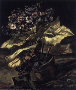 Cineraria In A Flowerpot — Joos Vincent De Vos
