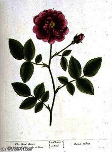 Rose Gallica — Elizabeth Blackwell