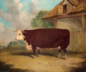 A Hereford Ox — Richard Whitford