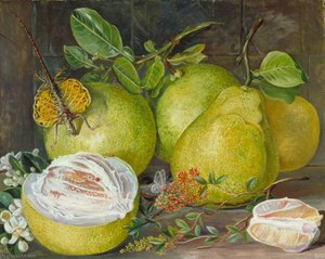 Flowers And Fruit Of The Pomelo, A Branch Of Hennah And Flying Lizard, Sarawak — Marianne North