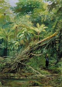 Vista Sotto Le Felci A Gongo, Brasile — Marianne North