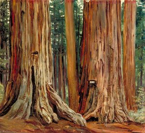'cástor Y Pólux' En El Bosque De Grandes Árboles De Calaveras, California — Marianne North