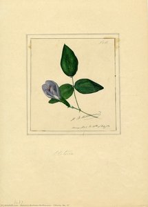 Clitoria, No. 37 — Heinrich Bertram Mollhausen