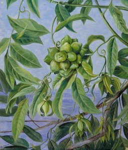 Een Klimplant In Bloei En Vrucht, Sarawak, Borneo — Marianne North