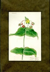 Common Tutsan Of The Family Hypericaceae (hypericum Androsoemum) — Clara Peters