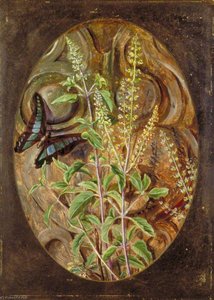 Holy Basil Or Tulsi — Marianne North