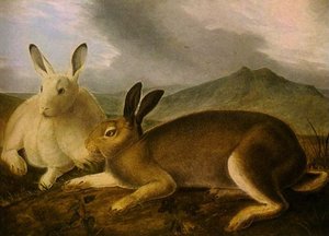 Arctic Hare — John James Audubon