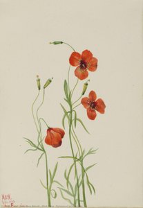 Windmohn (stylomecon Heterophylla) — Mary Vaux Walcott