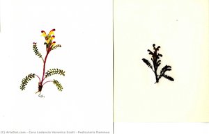 Pedicularis Flammea — Cora Lodencia Veronica Scott