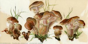 Armillariella Mellea — Timothy John Williamson