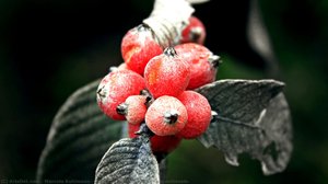 Sangue-de-cristo (sabicea Brasiliensis) — Marcelo Kuhlmann