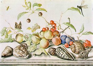 Still Life — Balthasar Van Der Ast
