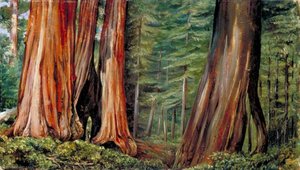 El Bosque De Mariposa De Grandes Árboles, California — Marianne North