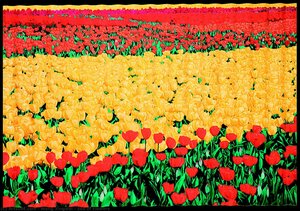 Sea Of Flowers — Wang Xingwei