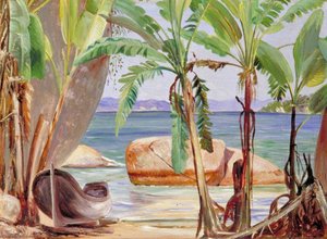 Banane E Rocce A Paquita, Brasile — Marianne North
