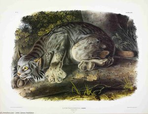 Lynx Canadensis, Canada Lynx — John James Audubon
