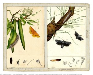 Anthelid Moth, Anthela Excellens And Xyloryctid Moth, Cryptophasa Irrorata — Harriet Calcott Scott