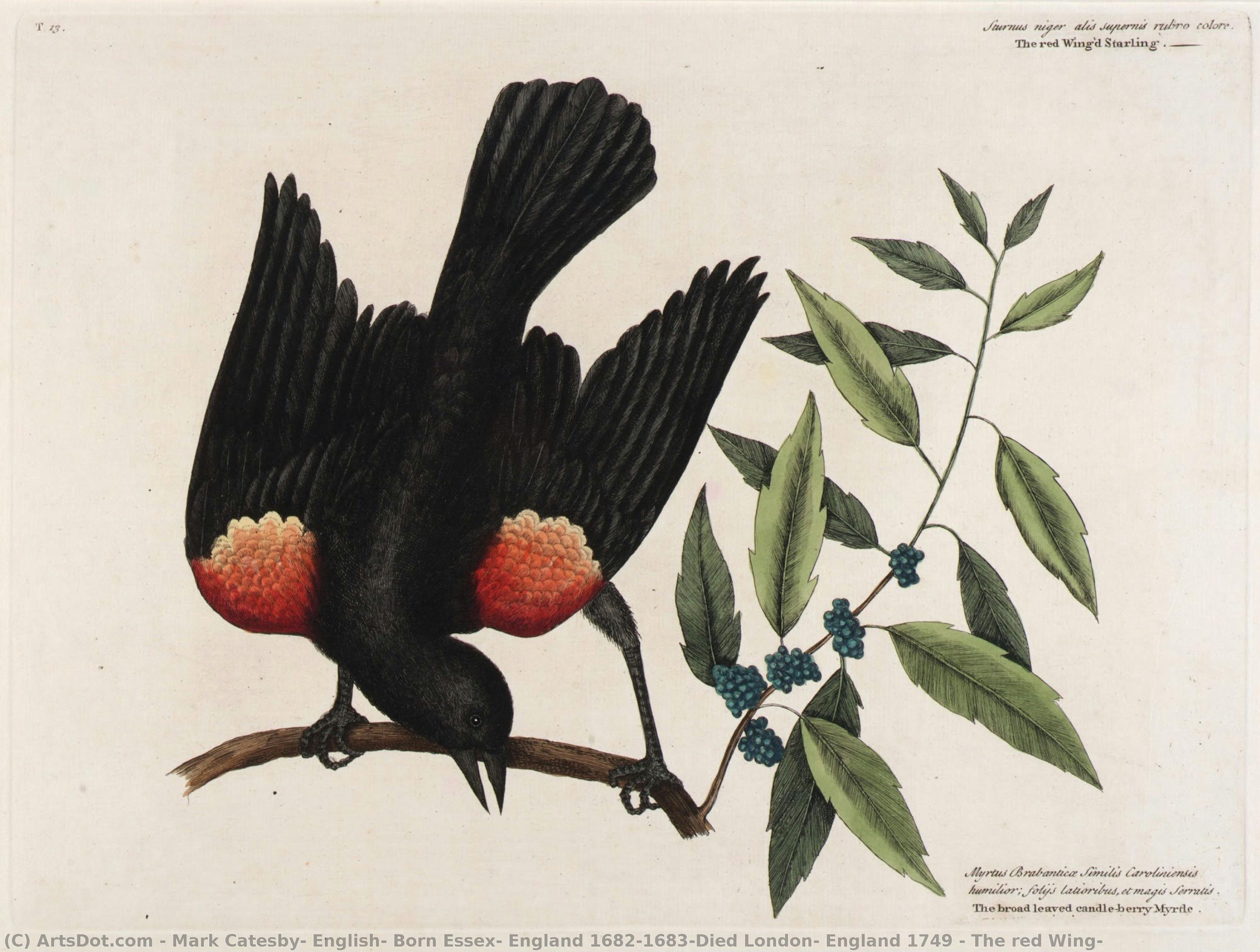 Mark Catesby