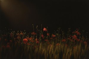 Le Clair-obscur De Pourpre Et D'or : Une Vigile Solitaire