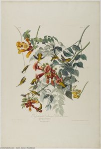 Ruby Throated Humming Bird — John James Audubon