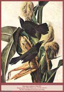 Untitled — John James Audubon