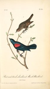 Red-and-black-shouldered Marsh-blackbird. 1. Male. 2. Female. — John James Audubon