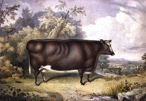 The Cottesmore Prize Heifer — James William Giles