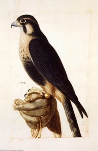 Studi Della Natura (9) — Giuseppe Arcimboldo